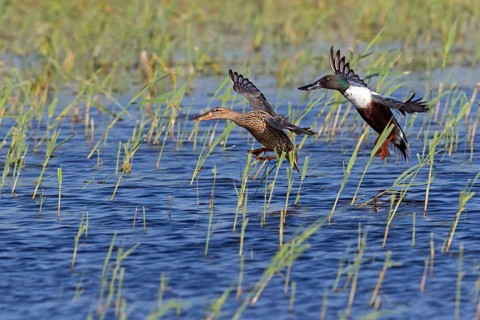 Shoveler, (Anas clypeata), flight photo, animals, birds, ducks, duck family, pair, male and female,
