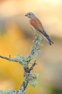 Common Linnet (Linaria cannabina) male, Andalusia, Spain