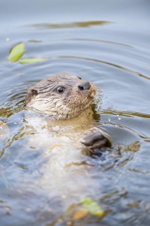 Eurasian otter (Lutra lutra) swimming in the water, Hesse, Germany