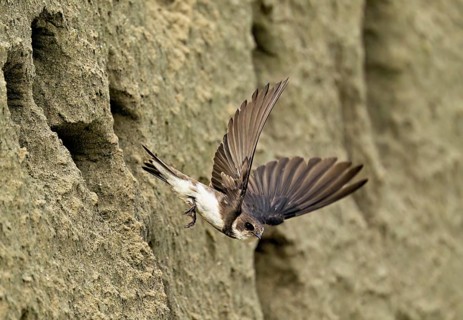 Sand martin (Riparia riparia), taking off from its breeding tube, Reussegg nature reserve, Canton