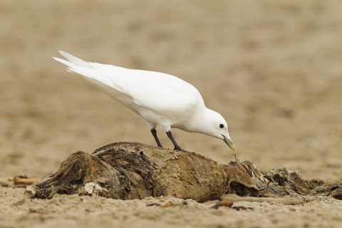 Ivory Gull (Pagophila eburnea), California, USA