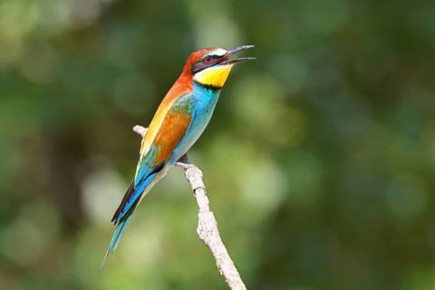 European bee-eater (Merops apiaster) sitting on a branch covered with green lichen, Lake Neusiedl,