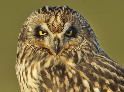 Short-eared Owl (Asio flammeus), British Columbia, Canada