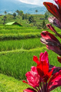 Jatiluwih, rice terrace, rice, agriculture, agriculture, club lily (Cordyline fructosia), tropical