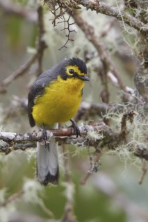 Spectacled Redstart (Myioborus melanocephalus) perched on a branch in Bolivia, South America