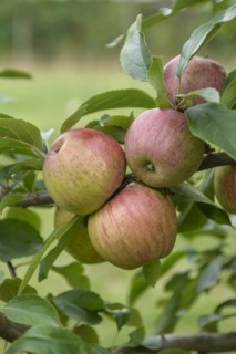 Apple (Malus domestica 'Gewürzluiken'), Bundessortenamt Prüfstelle Wurzen, Wurzen, Saxony, Germany
