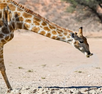 Cape giraffe (Giraffa giraffa giraffa) drinking, funny, Kgalagadi Transfrontier National Park,