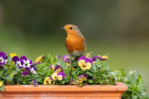 European robin (Erithacus rubecula) adult garden bird on a flower pot with Pansy or Viola flowers