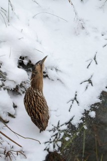 Eurasian Bittern (Botaurus stellaris), Saxony-Anhalt, Germany