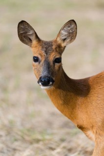 Roe Deer (Capreolus capreolus), female, portrait, Hesse, Germany