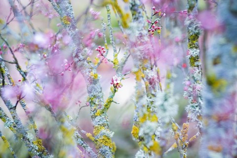 Close-up shot of cherry blossom branches adorned with vibrant pink flowers, contrasted by rough,