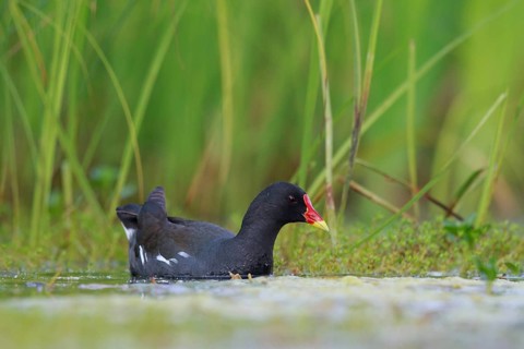 Common Moorhen (Gallinula chloropus) foraging, North Rhine-Westphalia, Germany