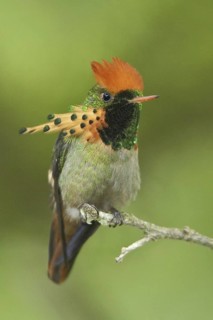 Rufous-crested Coquette (Lophornis delattrei), Trinidad and Tobago
