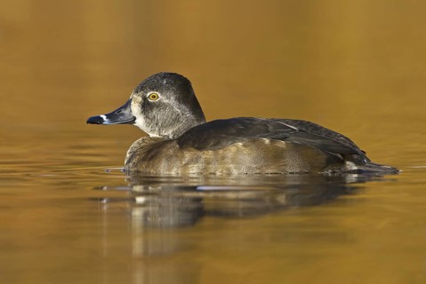 Ring-necked Duck (Aythya collaris) female, British Columbia, Canada