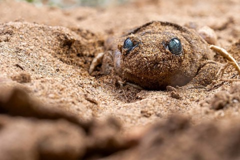 A common spadefoot toad, Pelobates cultripes, blends seamlessly into its sandy habitat, showcasing