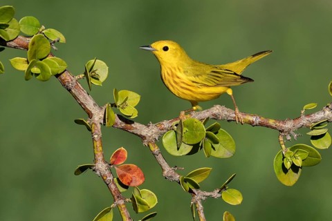 American Yellow Warbler (Setophaga aestiva) perched on a branch, Texas, USA
