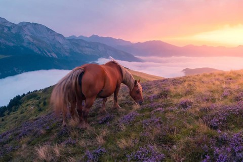 A serene horse grazes on a mountain slope covered in purple flowers in the Pyrenees. The backdrop