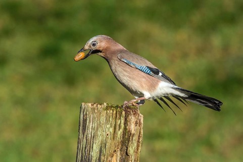Eurasian Jay (Garrulus glandarius) Jay • Baden-Württemberg, Germany, Baden-Württemberg, Federal