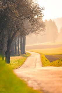 A winding path through a forest at sunset, surrounded by trees and a peaceful atmosphere,