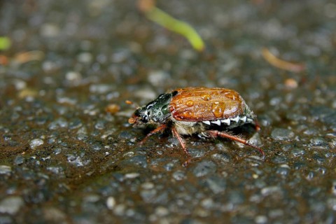 Cockchafer (Melolontha), rain, water droplets, holiday, country road, In rainy weather the