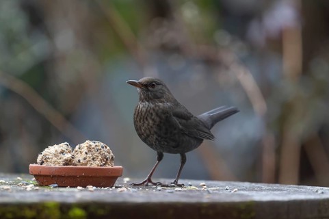 Female blackbird (Turdus) at the feeding place, Bavaria, Germany