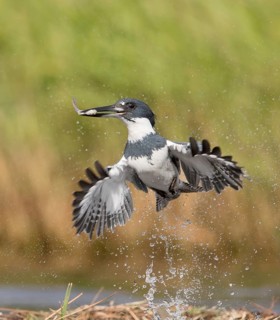 Belted Kingfisher (Megaceryle alcyon) male flying with fish prey in its beak, Florida, USA