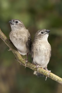 Plum-headed Finch (Neochmia modesta) juvenile