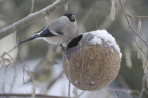 Eurasian Bullfinch (Pyrrhula pyrrhula) female, Saxony, Germany