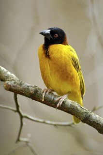 Textorweber / Dorfweber (Ploceus cucullatus), Village Weaver, Maennchen, Juli, Heimat: Afrika