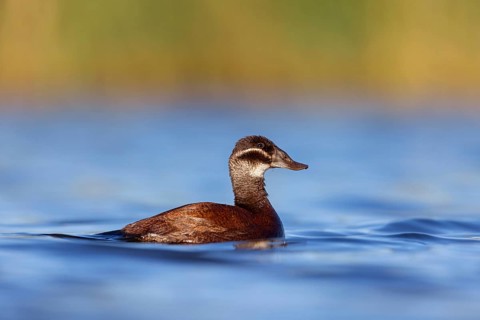White-headed Ruddy Duck, (Oxyura leucocephala), female, Hides de El Taray Floating Hid, Villafranca