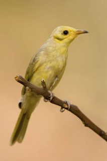 Yellow-tinted Honeyeater (Ptilotula flavescens), Western Australia, Australia