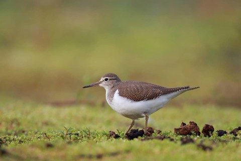 Common Sandpiper (Actitis hypoleucos) foraging, North Rhine-Westphalia, Germany