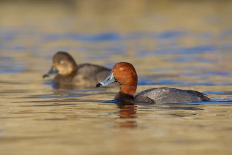 Redhead (Aythya americana) pair, Ohio, USA