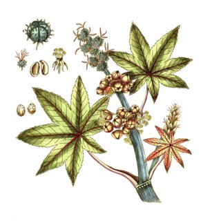 Ricinus communis, miracle tree, castor oil plant, digital reproduction of a historical original,