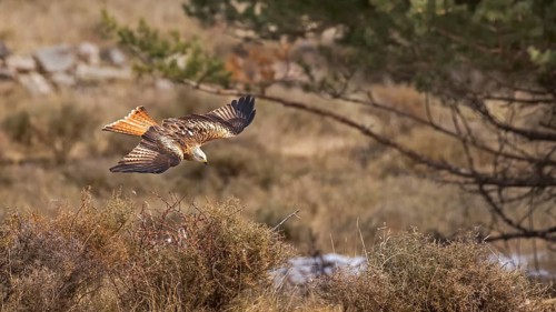 Red Kite (Milvus milvus) flying, Catalonia, Spain