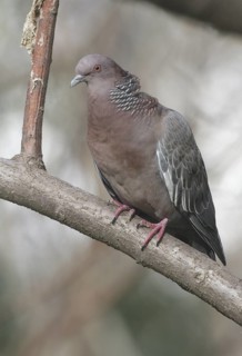 Picazuro Pigeon (Patagioenas picazuro), Buenos Aires, Argentina
