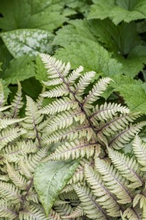 Japanese rainbow fern (Athyrium niponicum var. pictum)