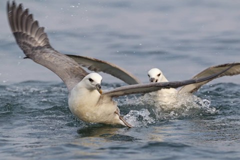 Northern Fulmar (Fulmarus glacialis), Iceland