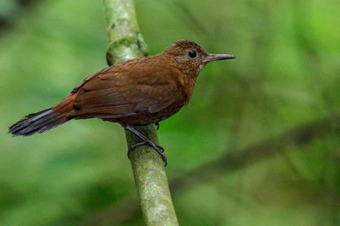 Rufous-breasted Leaftosser (Sclerurus scansor) perched on a branch in the Atlantic rainforest of