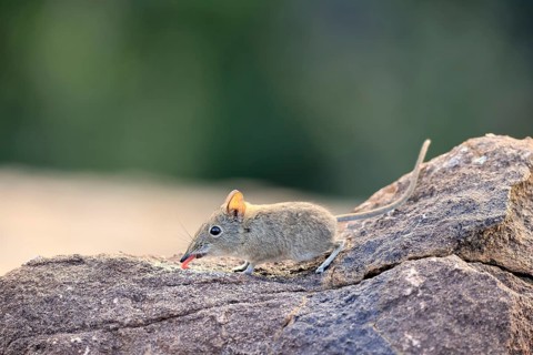 Short-eared trunked shrew (Macroscelides probosideus), short-eared elephant shrew, short-eared