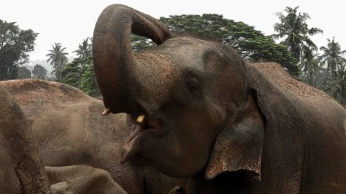 A single Asian elephant (elephas maximus) shows its characteristic head and raises its trunk,