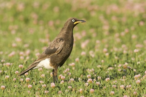 Pied Starling (Lamprotornis bicolor), South Africa