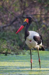 Saddle-billed Stork (Ephippiorhynchus senegalensis), Uganda