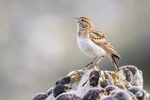 Greater Short-toed Lark (Calandrella brachydactyla) singing from a rock, Castile and Leon, Spain
