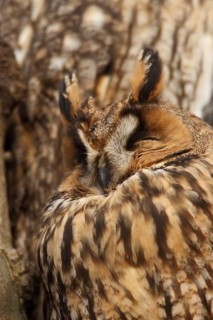 Long-eared Owl (Asio otus), North Rhine-Westphalia, Germany