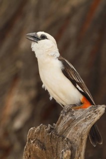 White-headed Buffalo Weaver, bubalornis albiroistris
