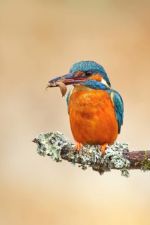 Kingfisher (Alcedo atthis), female sitting on a branch with captured dragonfly larva, wildlife,