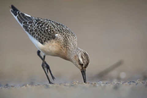 Curlew Sandpiper (Calidris ferruginea) foraging, Mecklenburg-Western Pomerania, Germany
