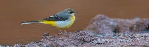 Grey wagtail (Motacilla cinerea), Bergeronnette des ruisseaux, Lavandera Cascadeña, mountain