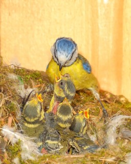 Blue tit (Parus caeruleus), feeding young birds in a nesting box, wildlife, nature photography,